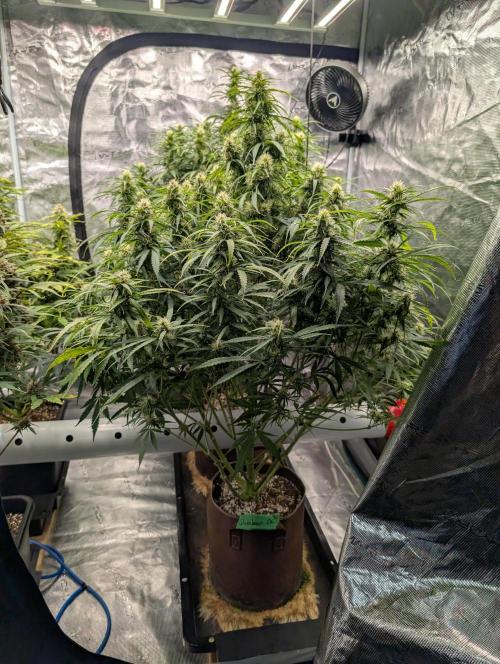 Caring for Angry Bears. Week 7