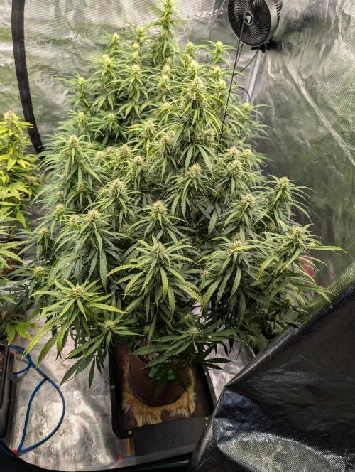 Caring for Angry Bears. Week 7