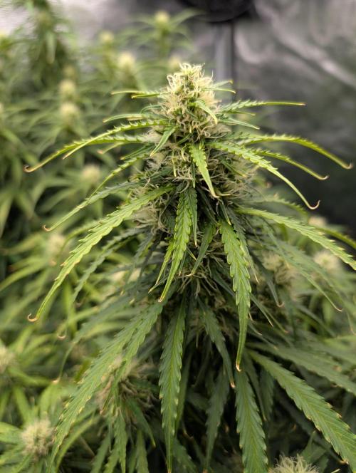 Caring for Angry Bears. Week 7