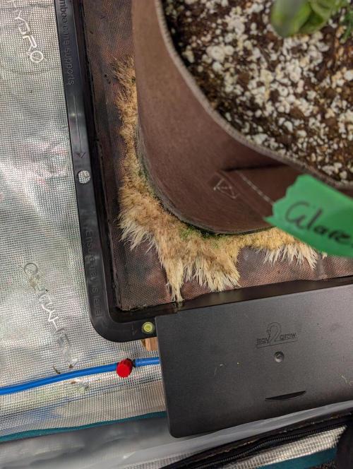 Caring for Angry Bears. Week 7