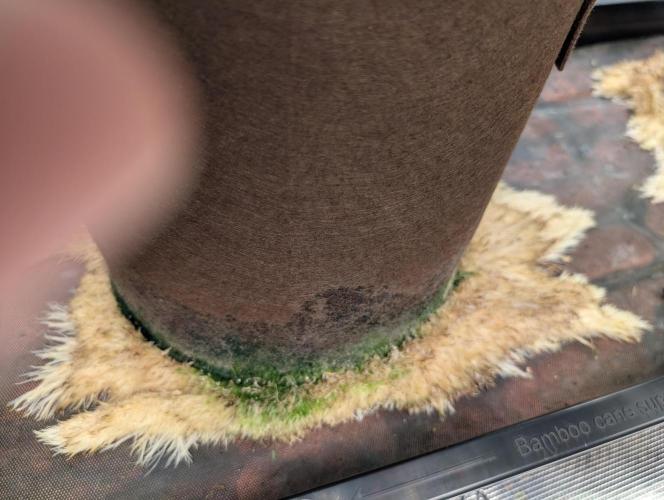 Caring for Angry Bears. Week 7