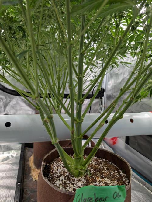 Caring for Angry Bears. Week 7