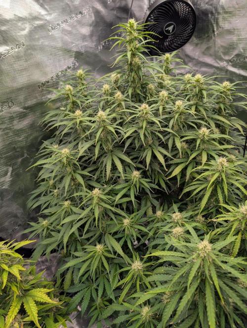 Caring for Angry Bears. Week 7