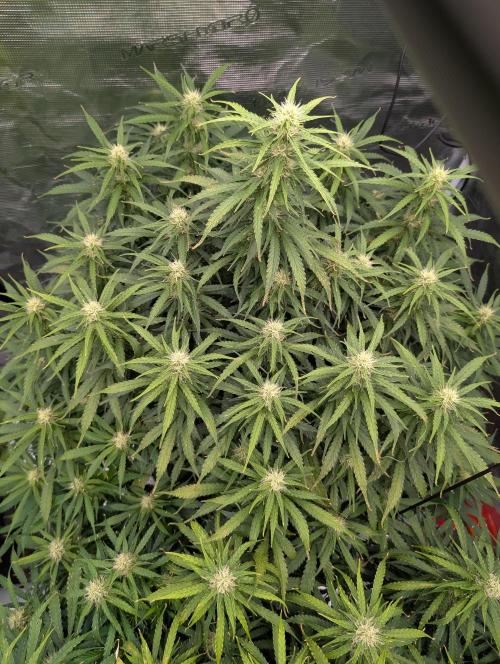 Caring for Angry Bears. Week 7