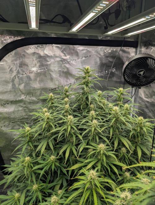 Caring for Angry Bears. Week 7