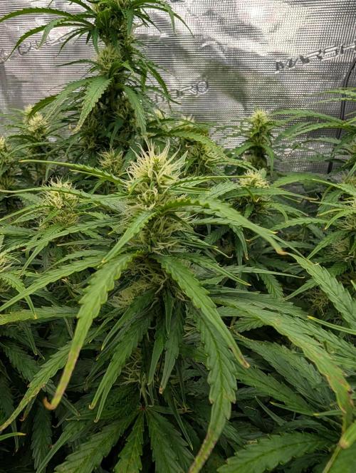 Caring for Angry Bears. Week 7