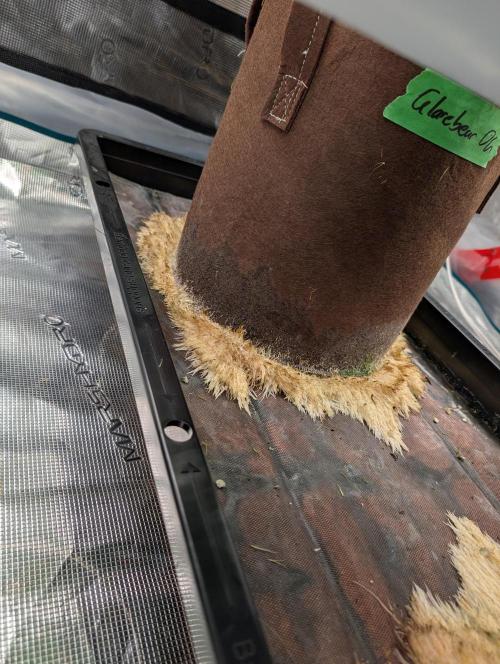 Caring for Angry Bears. Week 7