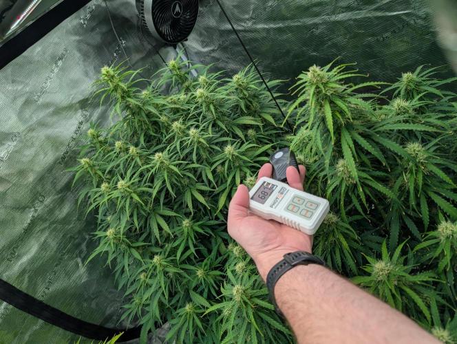 Caring for Angry Bears. Week 7