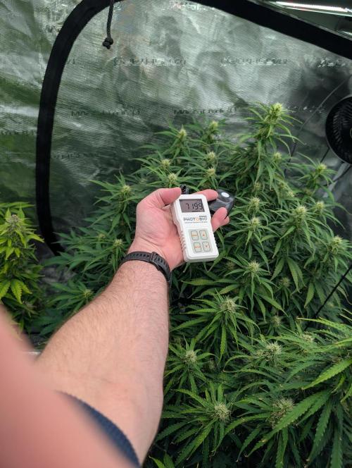 Caring for Angry Bears. Week 7