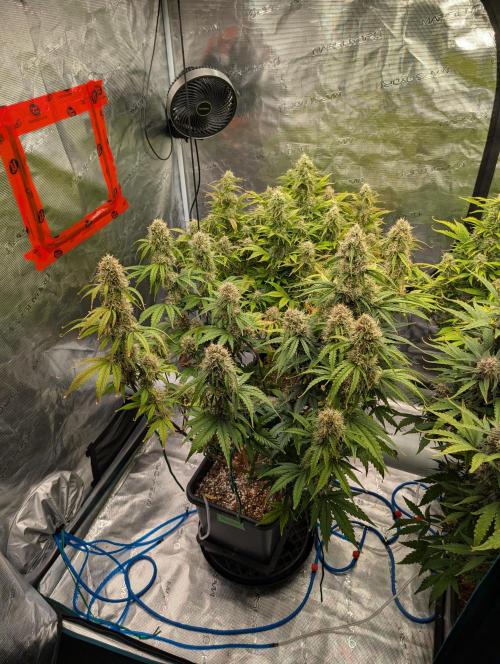 Dreaming in Colour. Week 7