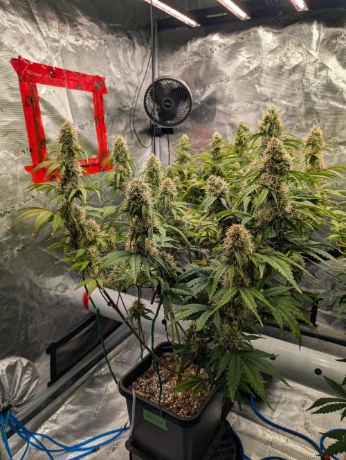 Dreaming in Colour. Week 7