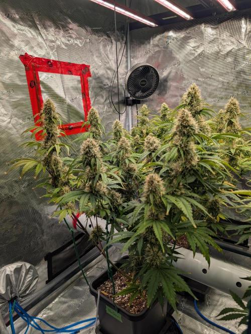 Dreaming in Colour. Week 7