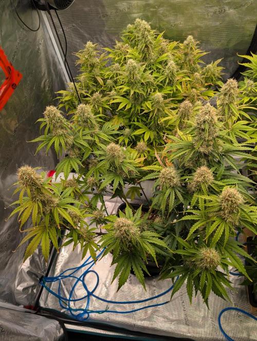 Dreaming in Colour. Week 7