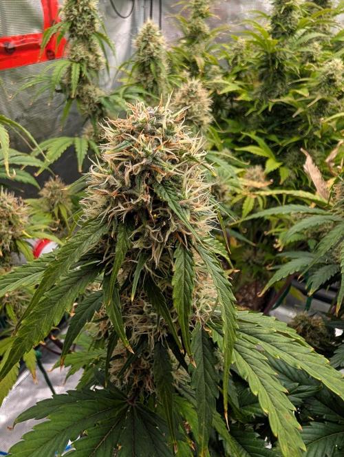 Dreaming in Colour. Week 7