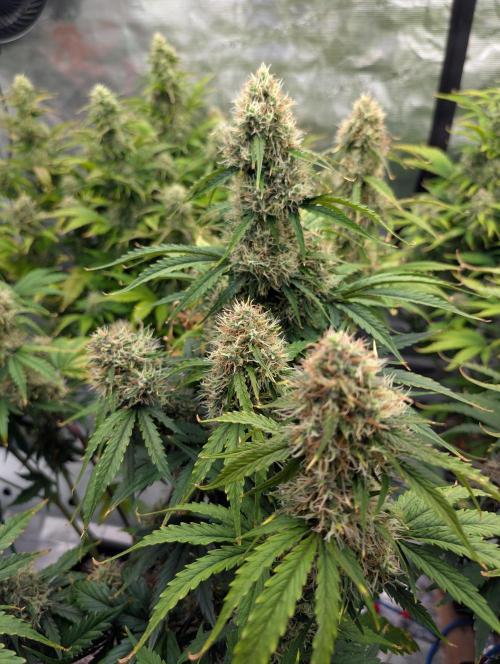 Dreaming in Colour. Week 7