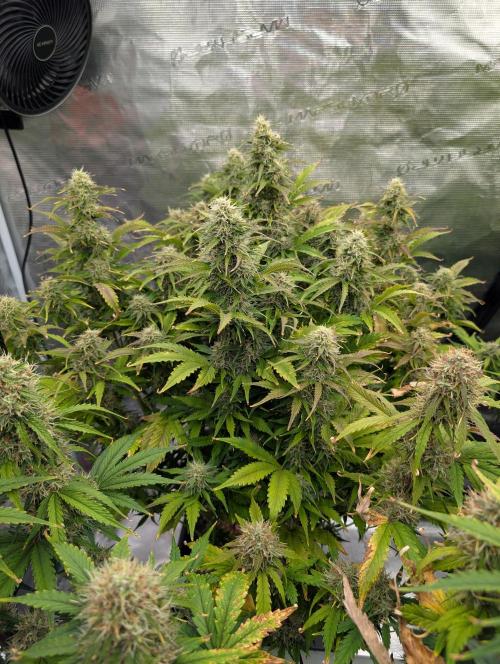 Dreaming in Colour. Week 7