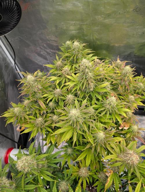 Dreaming in Colour. Week 7