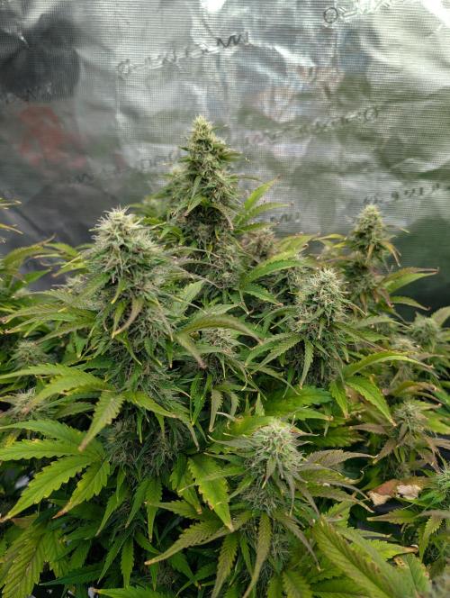 Dreaming in Colour. Week 7