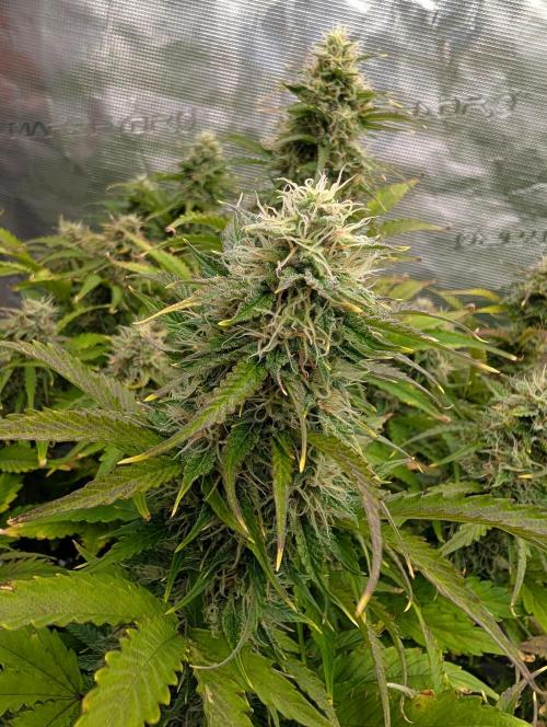 Dreaming in Colour. Week 7