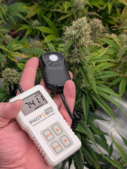 Dreaming in Colour. Week 7