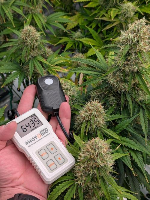 Dreaming in Colour. Week 7 - Lower buds