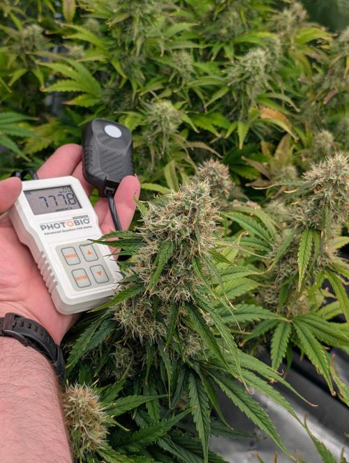 Dreaming in Colour. Week 7