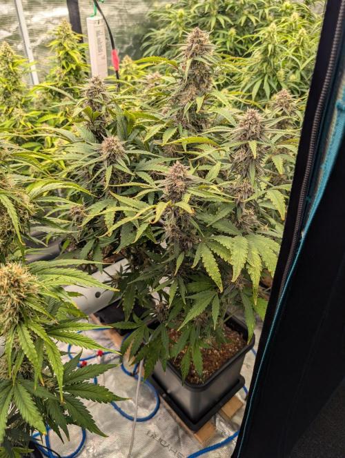 Slimer Round 3. Week 7