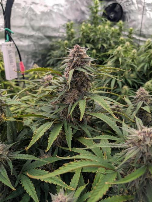 Slimer Round 3. Week 7