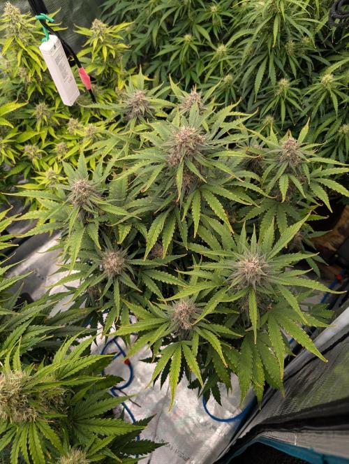 Slimer Round 3. Week 7