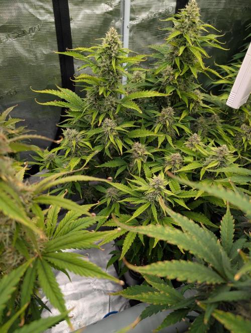 Slimer Round 3. Week 7