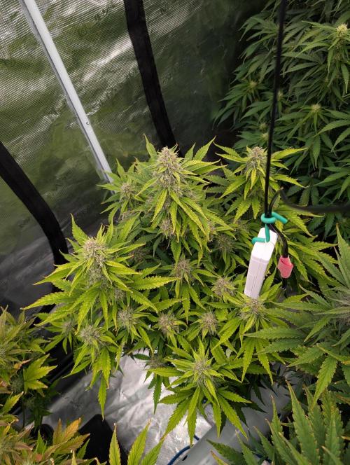 Slimer Round 3. Week 7