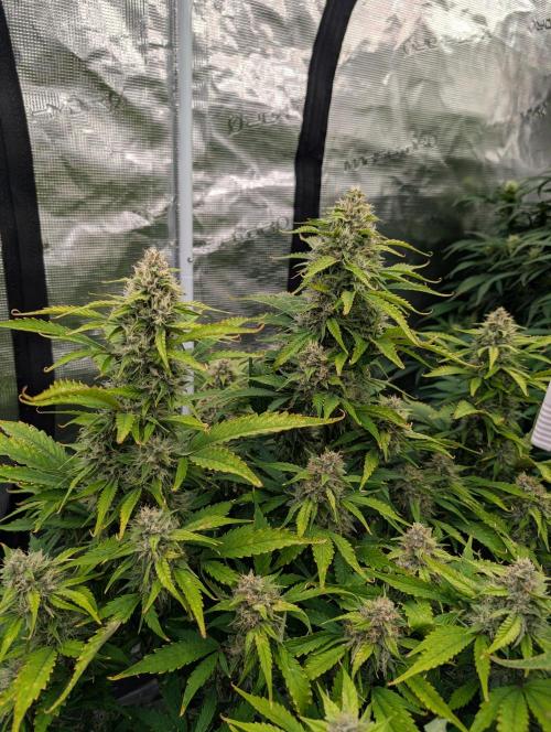 Slimer Round 3. Week 7