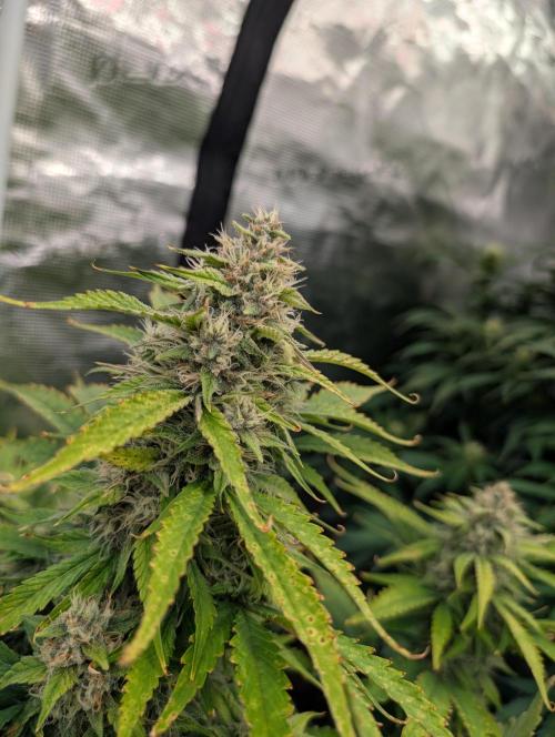 Slimer Round 3. Week 7