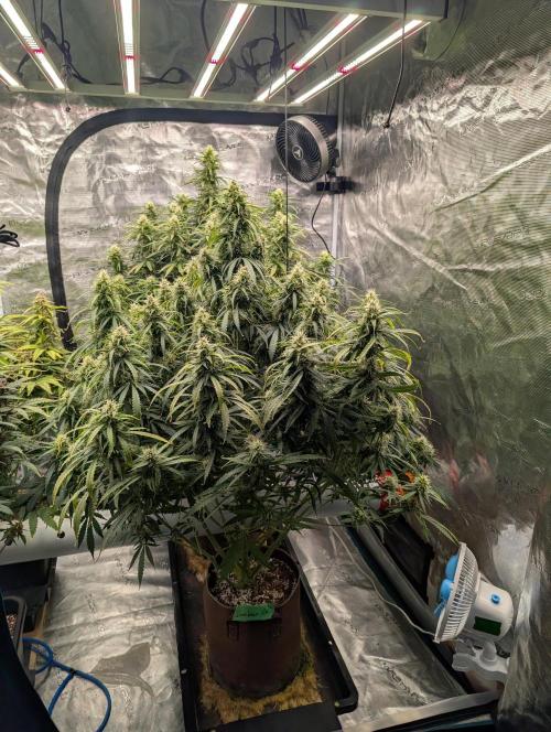 Caring for Angry Bears. Week 8