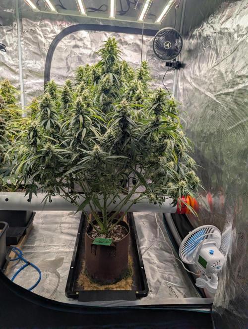 Caring for Angry Bears. Week 8