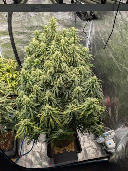 Caring for Angry Bears. Week 8