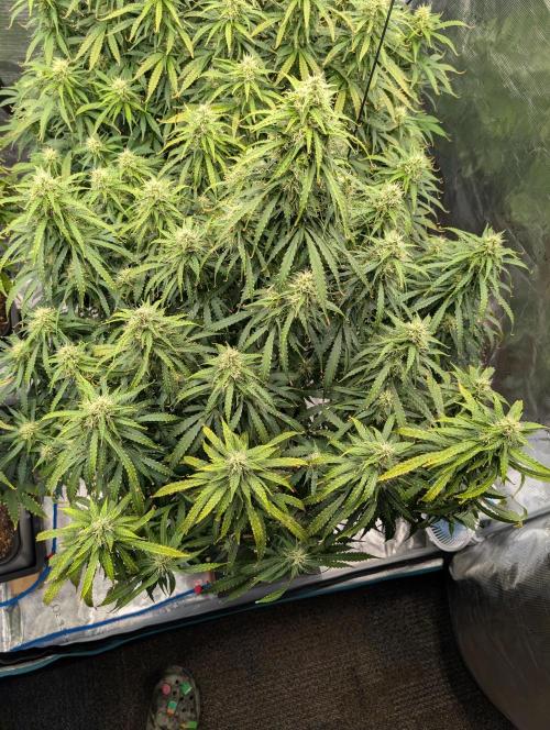 Caring for Angry Bears. Week 8