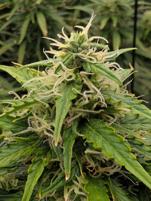 Caring for Angry Bears. Week 8