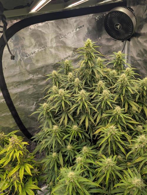 Caring for Angry Bears. Week 8