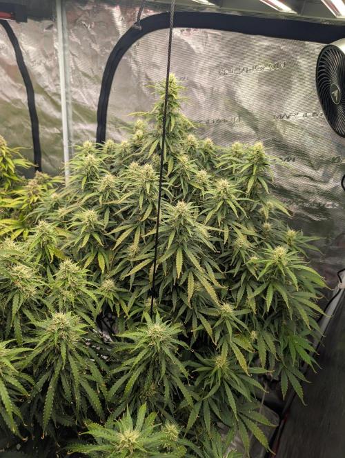 Caring for Angry Bears. Week 8