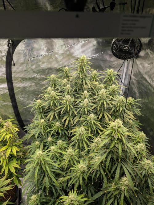 Caring for Angry Bears. Week 8