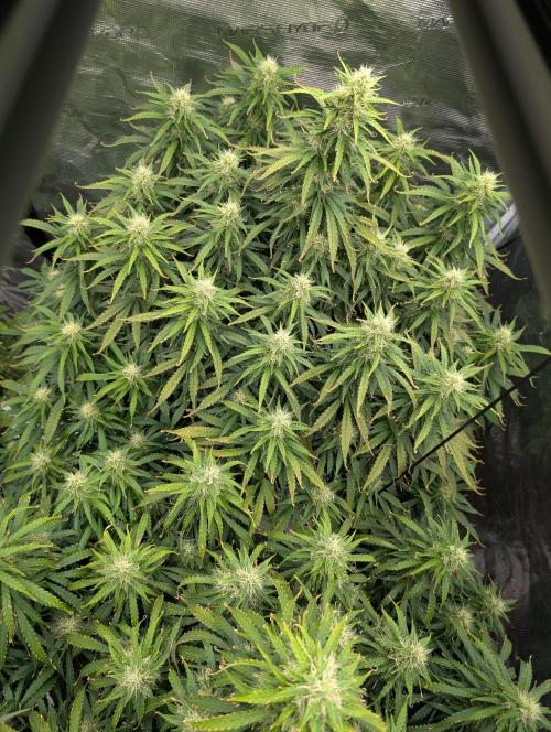 Caring for Angry Bears. Week 8