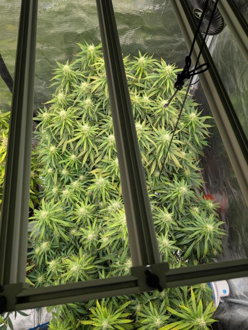 Caring for Angry Bears. Week 8