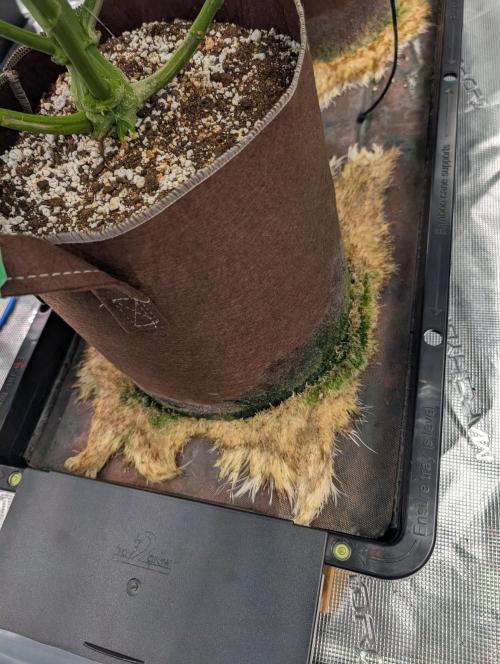 Caring for Angry Bears. Week 8