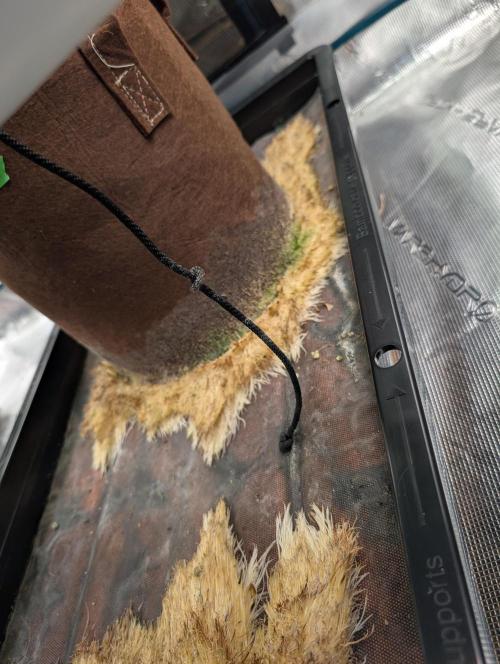 Caring for Angry Bears. Week 8