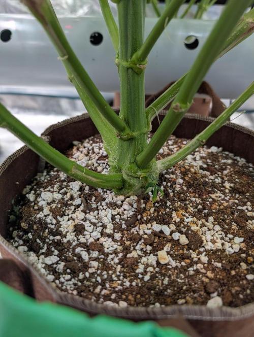 Caring for Angry Bears. Week 8