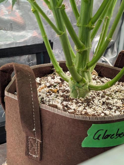 Caring for Angry Bears. Week 8