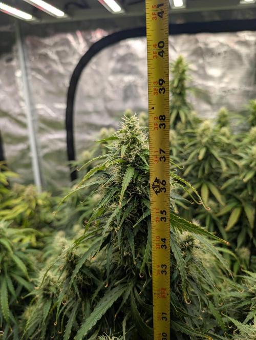 Caring for Angry Bears. Week 8