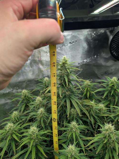 Caring for Angry Bears. Week 8