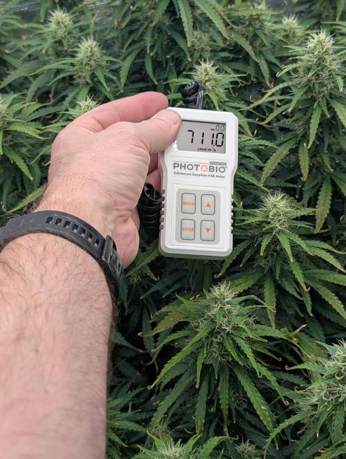 Caring for Angry Bears. Week 8